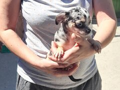 Vand puisori superbi de Chihuahua