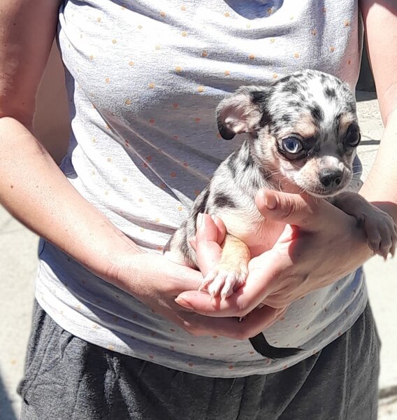 Vand puisori superbi de Chihuahua