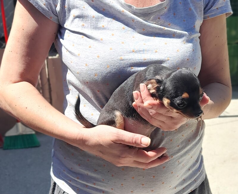 Vand puisori superbi de Chihuahua